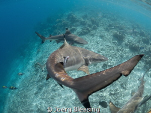 Blacktip reefsharks attracted to the jetty by the kitchen... by Joerg Blessing 